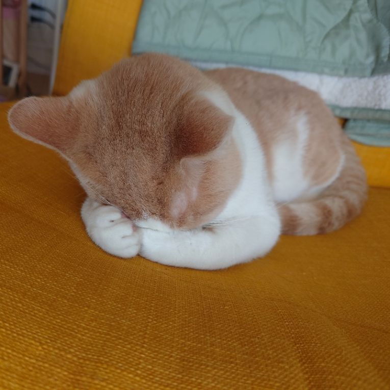 ラテちゃん