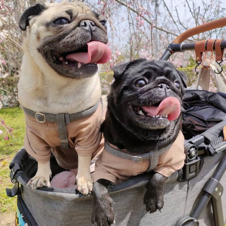 梅・花子ちゃん