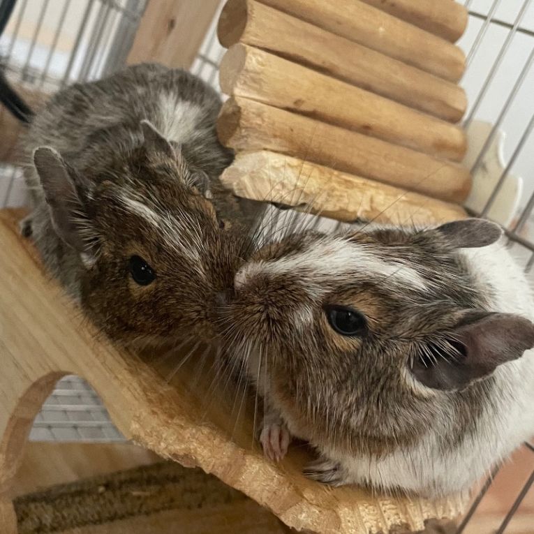 ラテとフォンデュちゃん