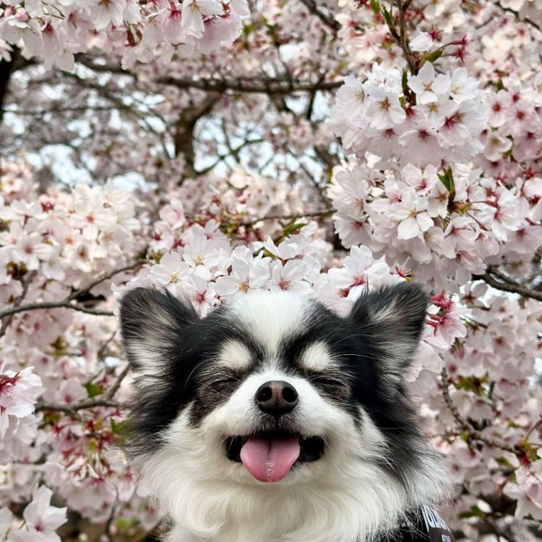 てんちゃん