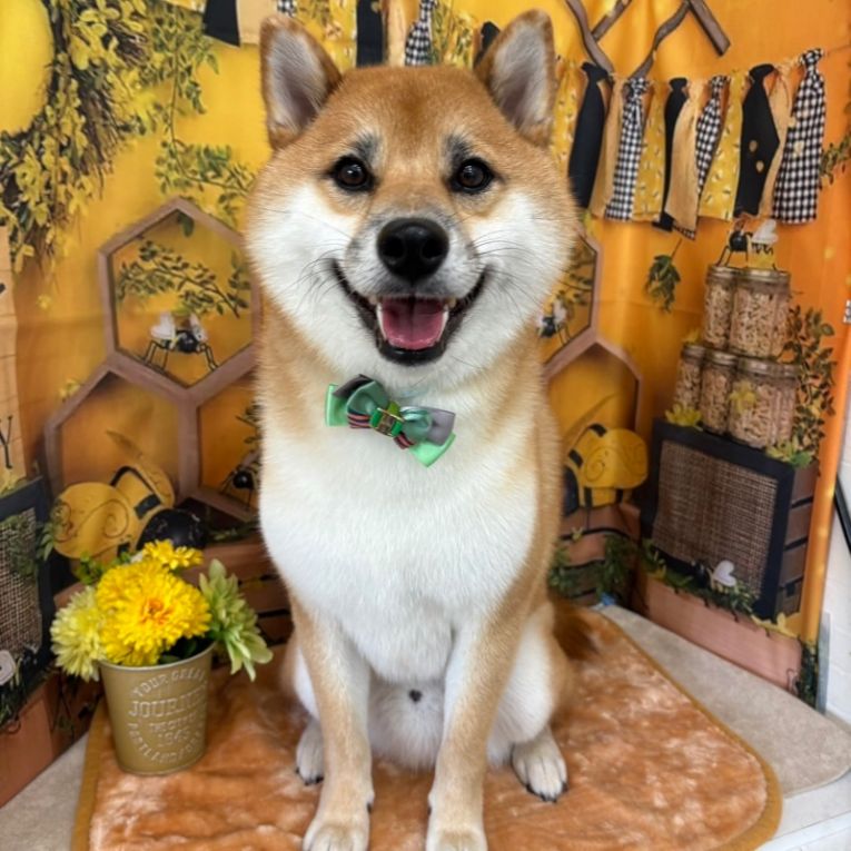 まめすけちゃん