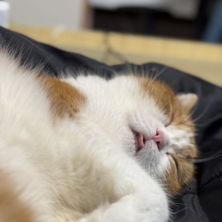 さのすけちゃん