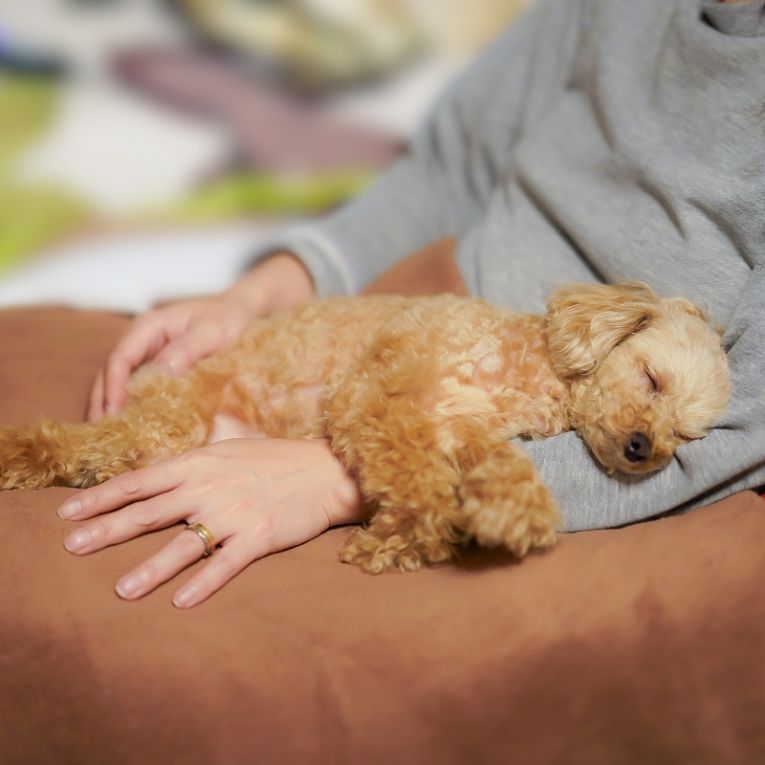 LOCO ロコちゃん