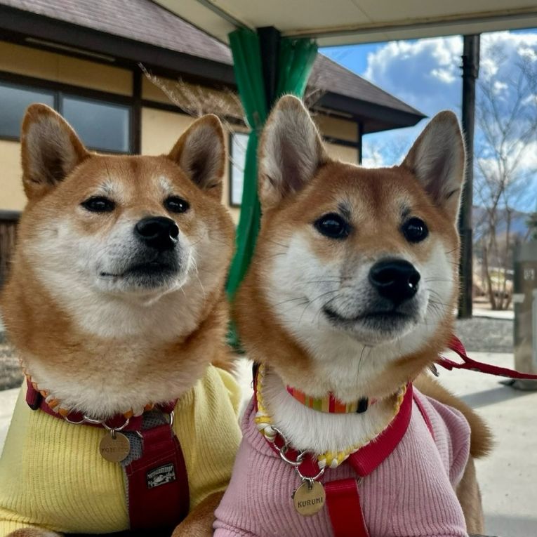 虎徹とくるみちゃん