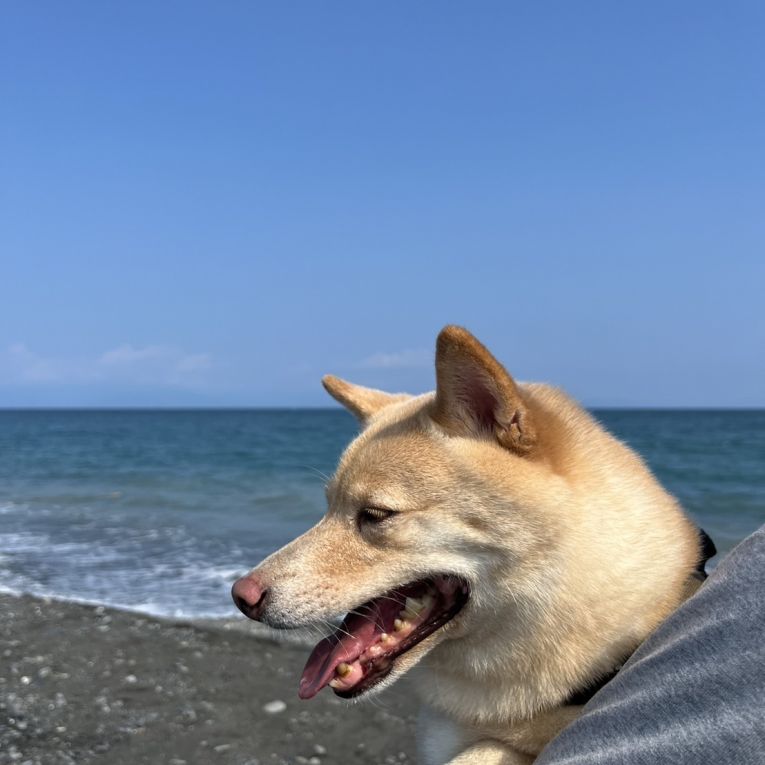 コメちゃん