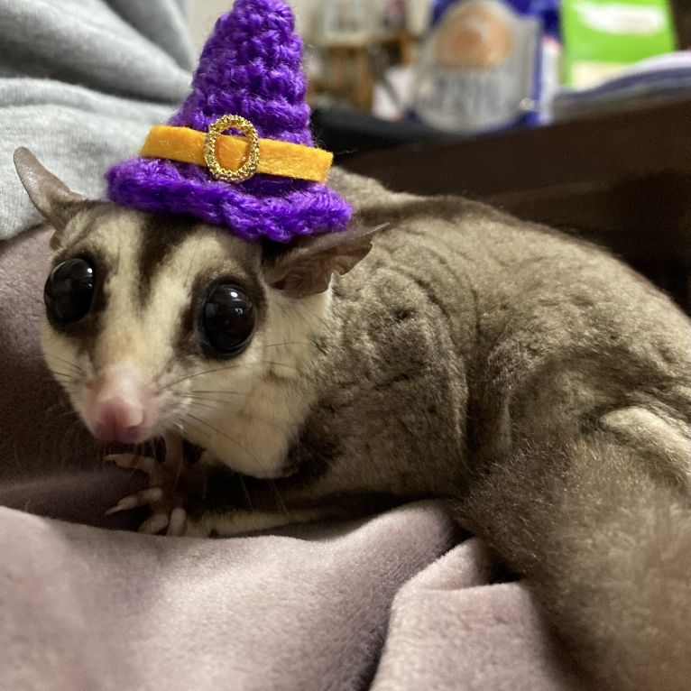 まくりちゃん