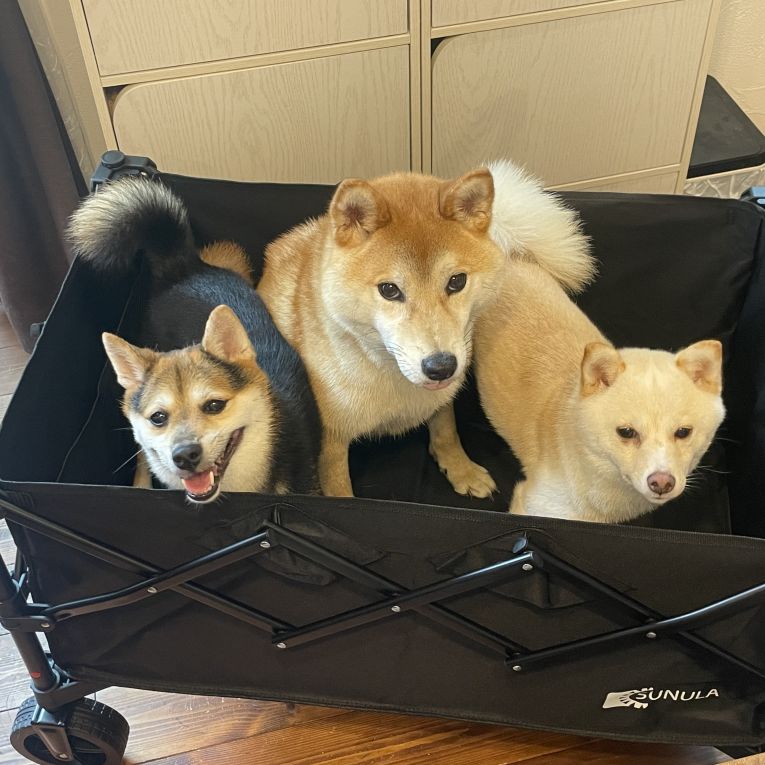 武蔵　小太郎　桜ちゃん