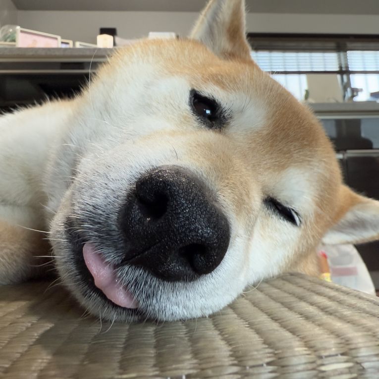 キンちゃん