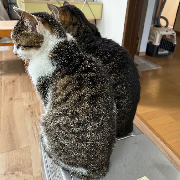 レオとももちゃんちゃん