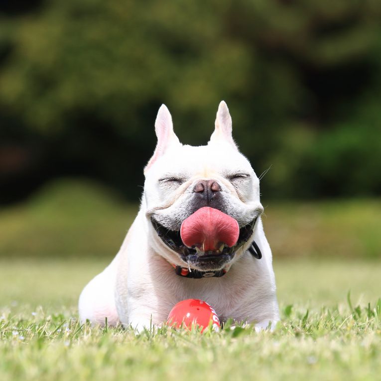 ガブリエルちゃん