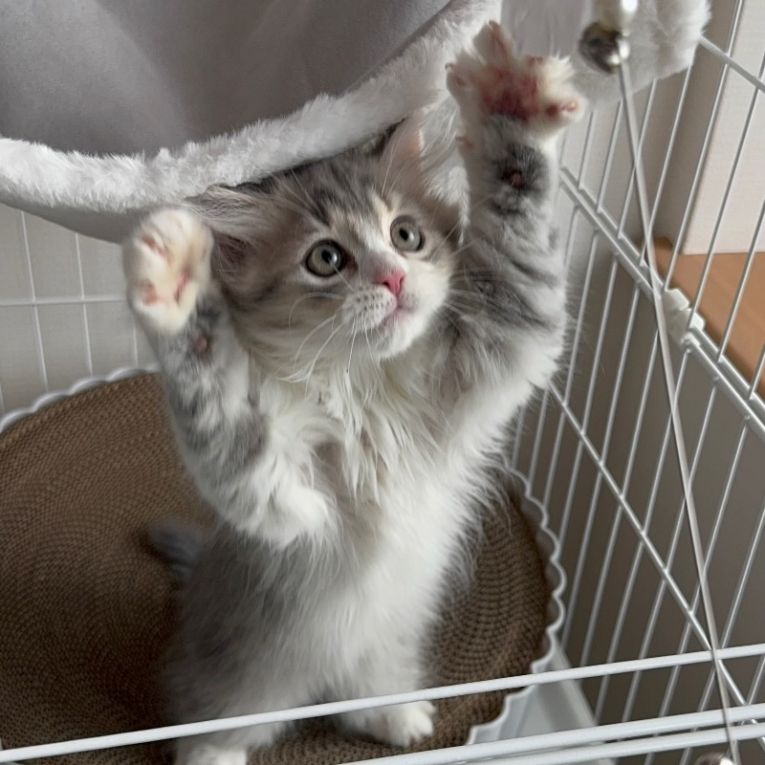 ノアちゃん
