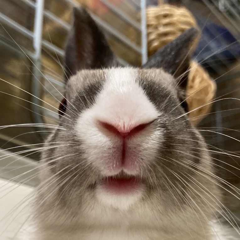 くるんちゃん
