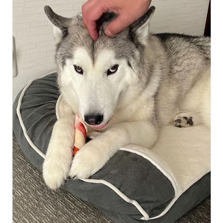 ウーフちゃん