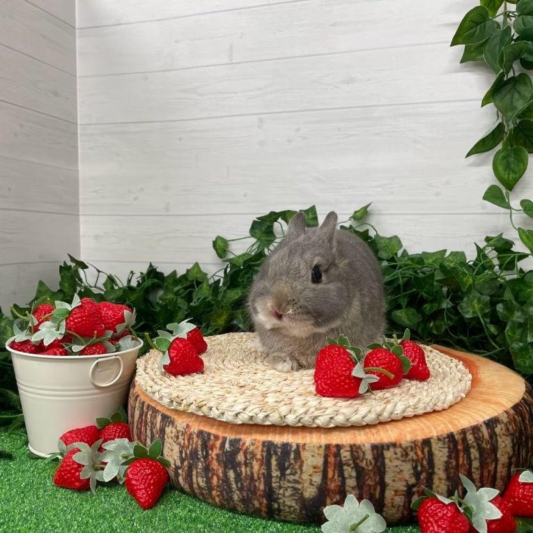 ういろうちゃん