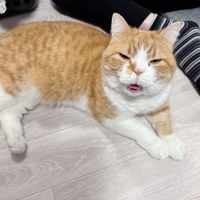 きなこちゃん
