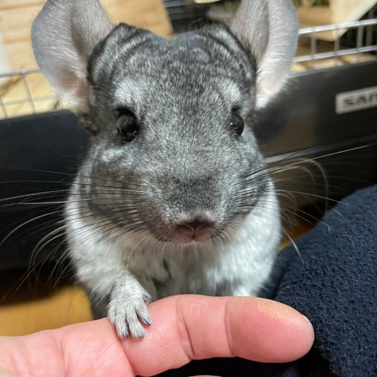 メイちゃん