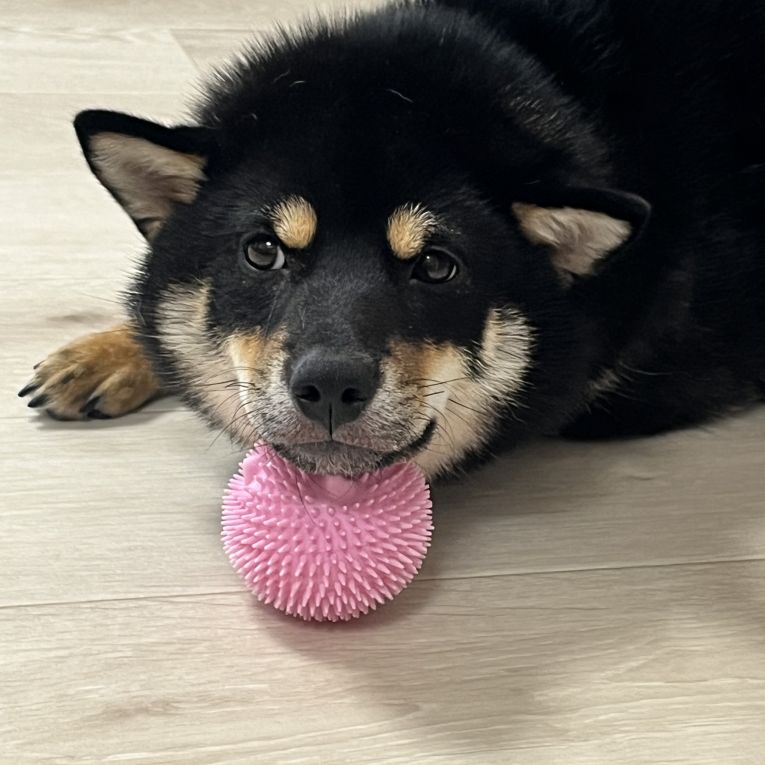 さくらちゃん