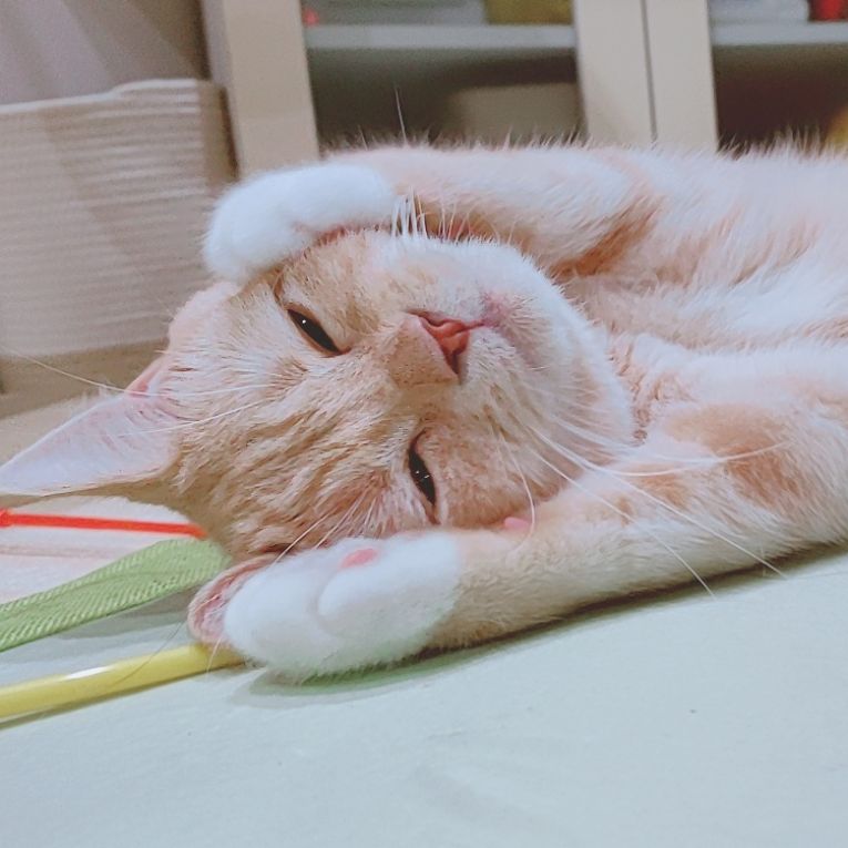 うにちゃん