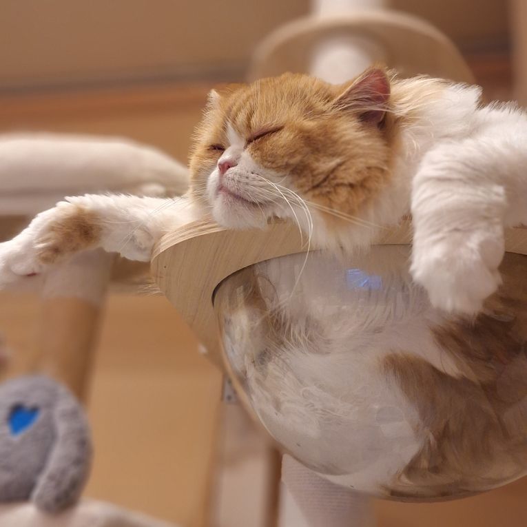 茶々まるちゃん