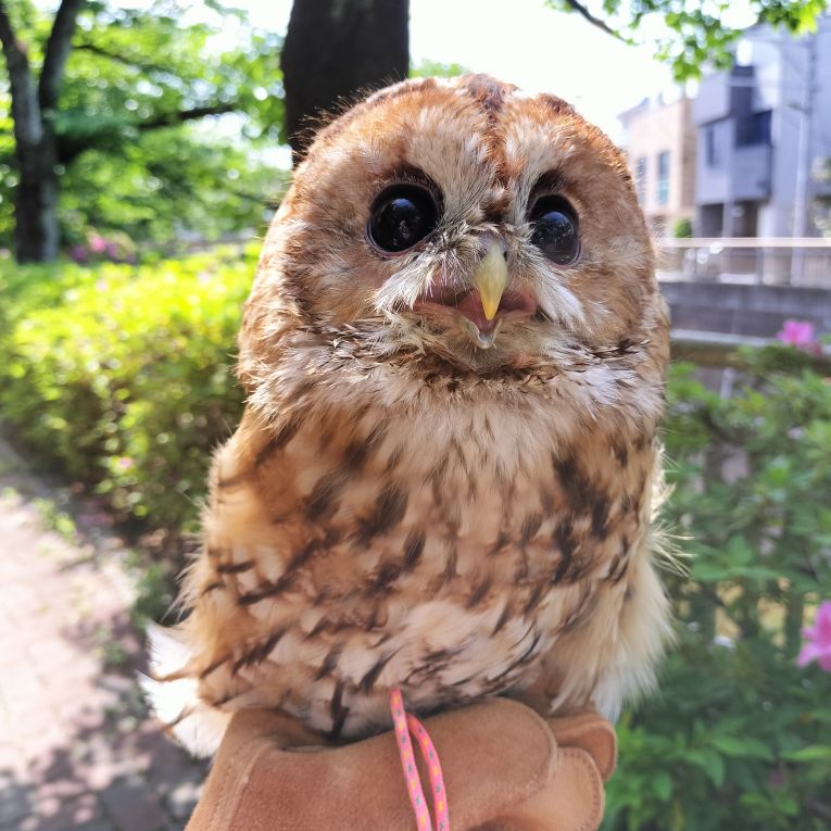 天ちゃん