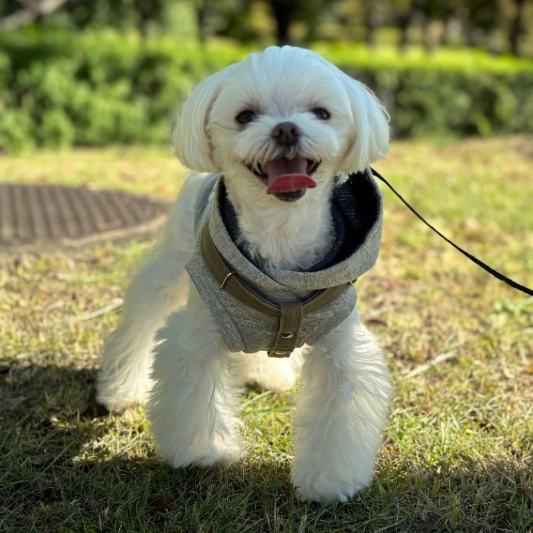 ちゃちゃ丸ちゃん