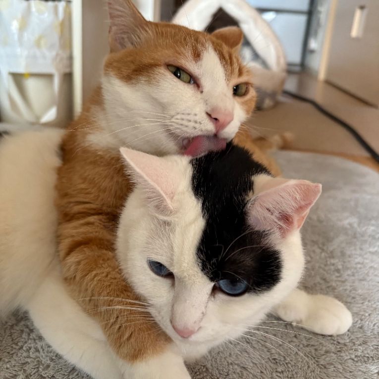 うらら　たいらちゃん