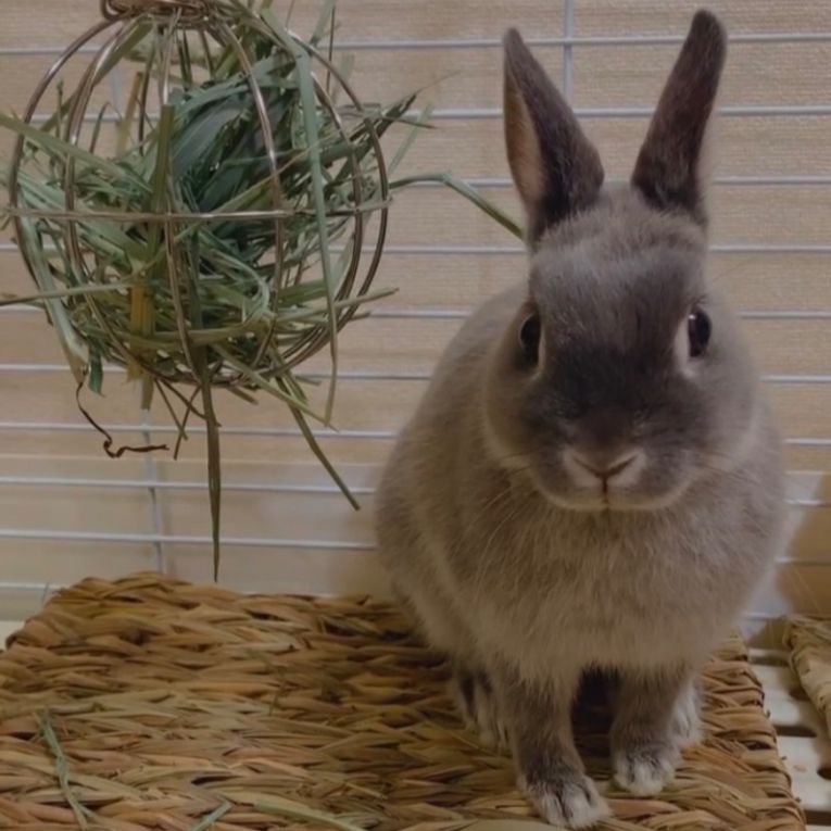 ピーターちゃん