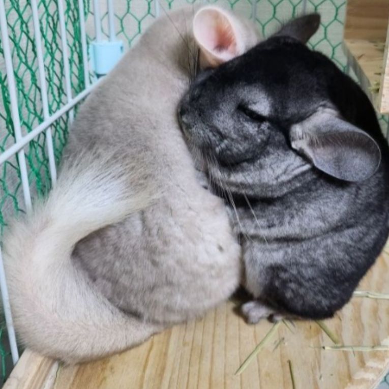 生（しょう）ちゃん、生（うむ）ちゃんちゃん