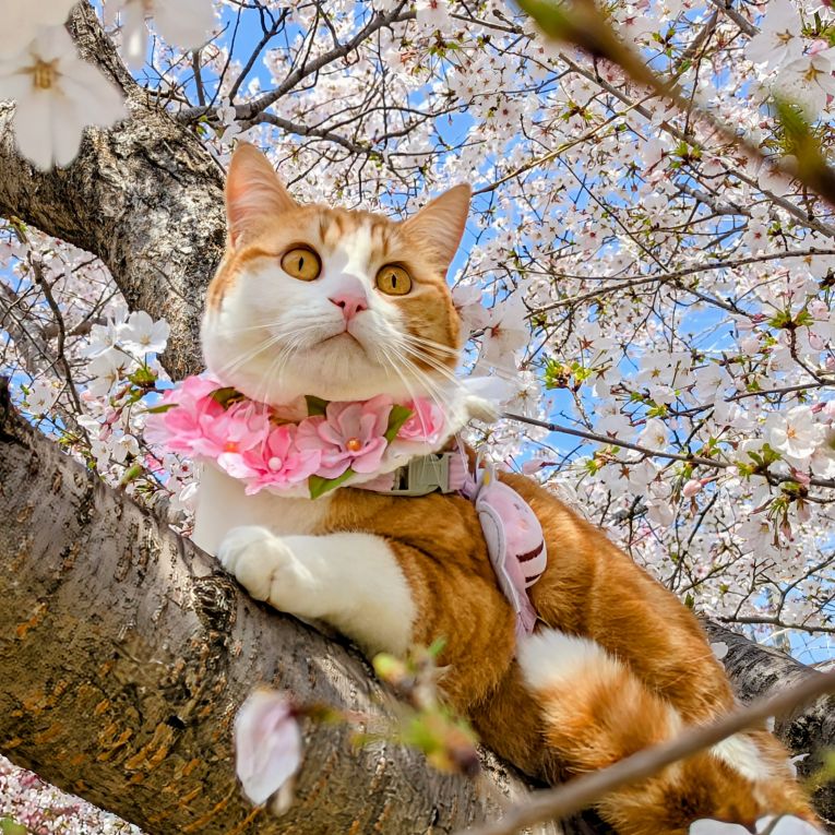 杞阿（きあ）ちゃん