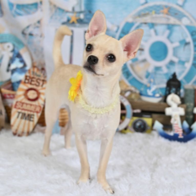 マシューちゃん