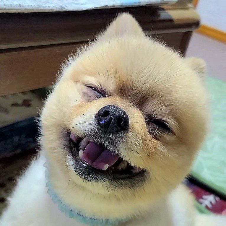 ぽんちくんちゃん