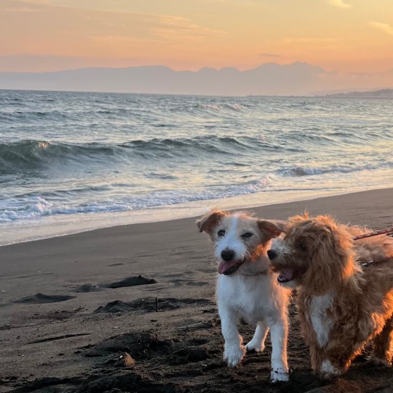 ルナ　アルトちゃん