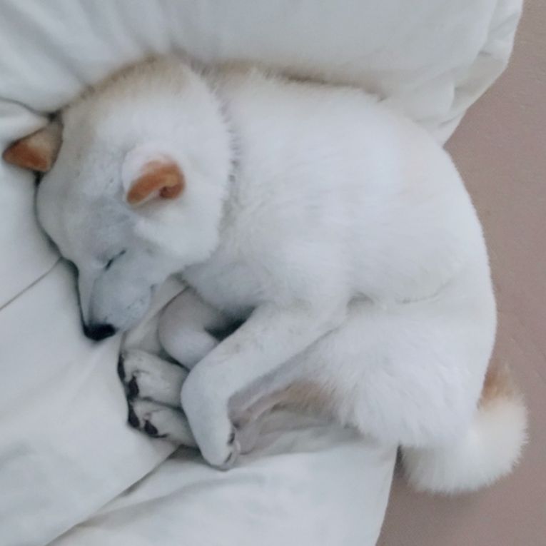 なずなちゃん