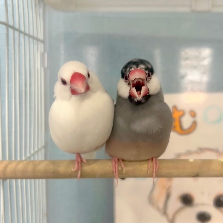 しろみ、ぽんずちゃん