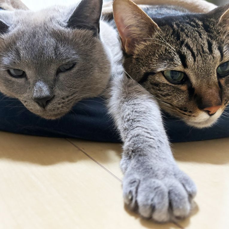 シャル、ラピちゃん