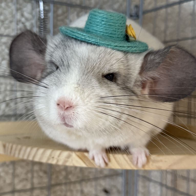 ひなたくんちゃん