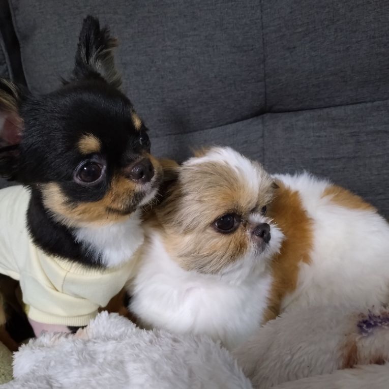 たぬ吉とくろまめちゃん