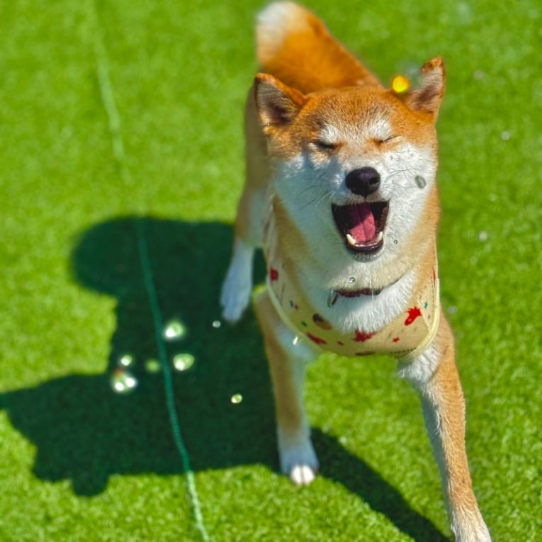 ゴンちゃん