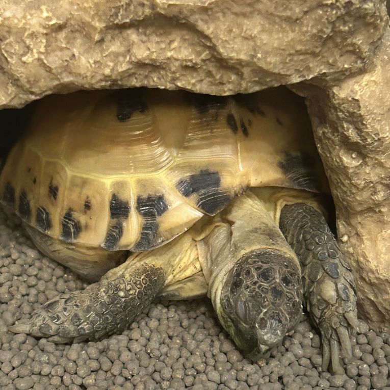 こだまちゃん