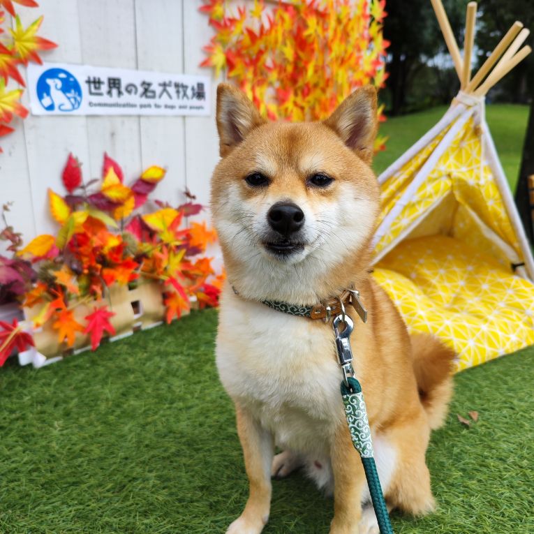 シェリー君ちゃん