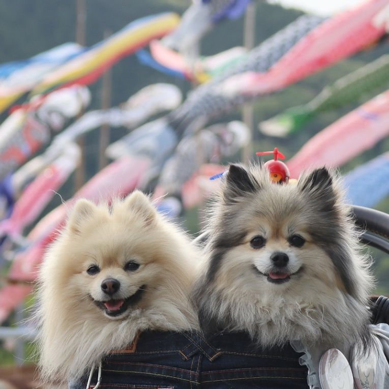 コロン＆シフォンちゃん