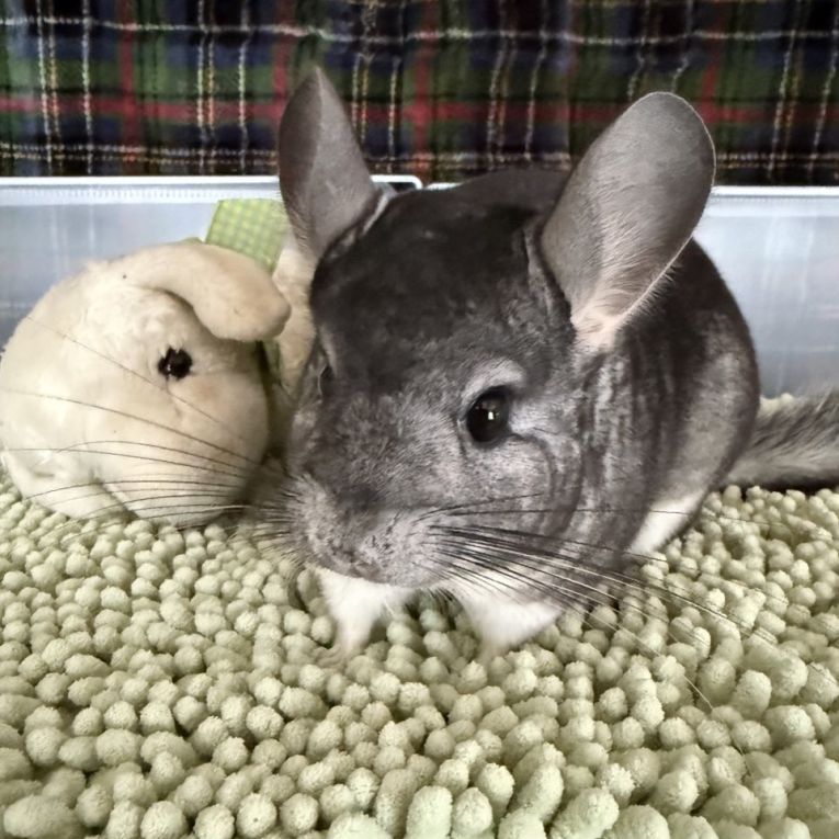 りんちゃんちゃん