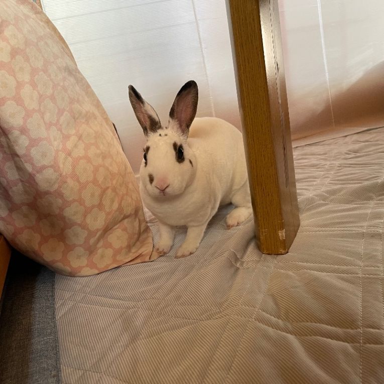 バニラちゃん