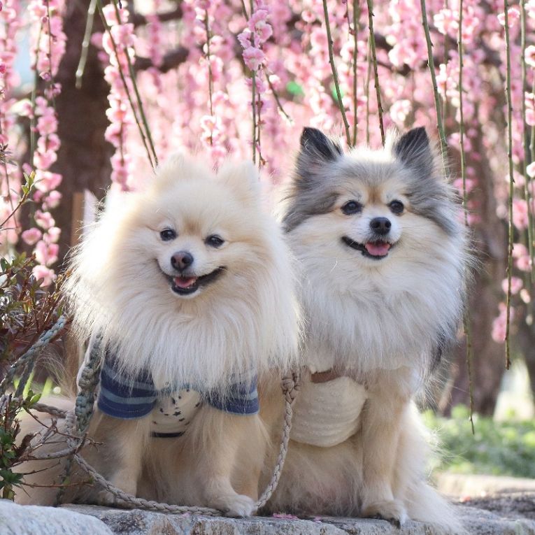 コロン＆シフォンちゃん