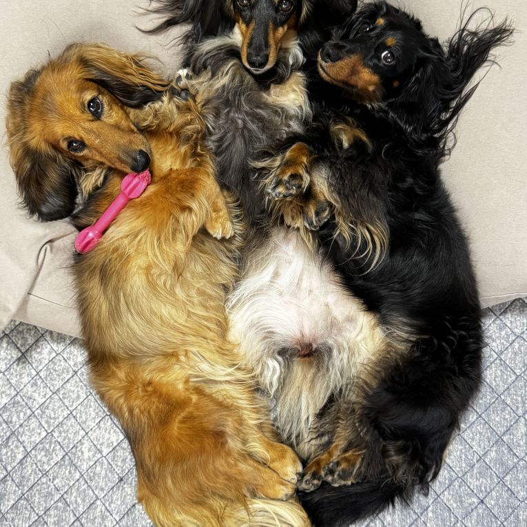 アネラ🐶レイア🐶キアナちゃん