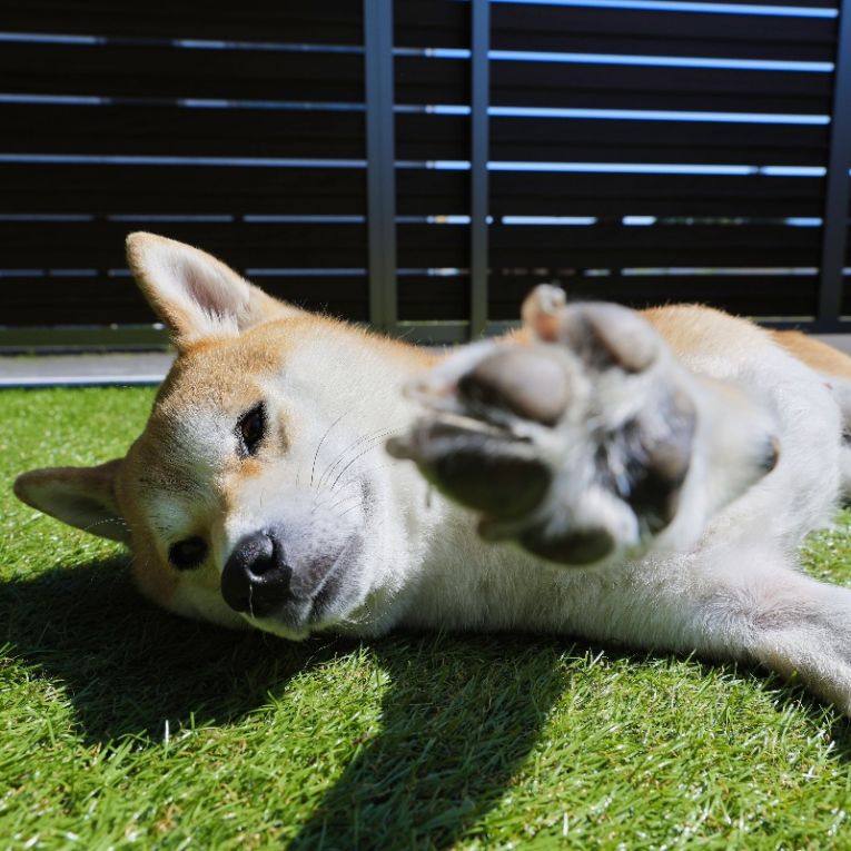 お琴ちゃん