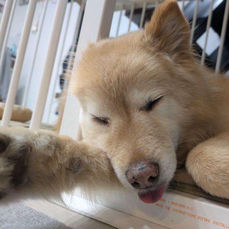 くうちゃん