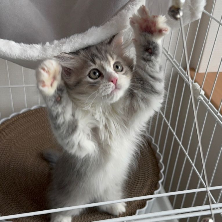 ノアちゃん