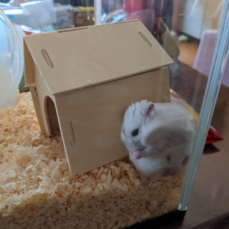 スタークちゃん