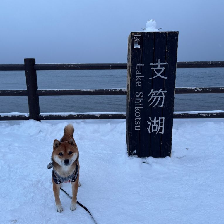 しんぞうちゃん